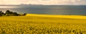 canola 15